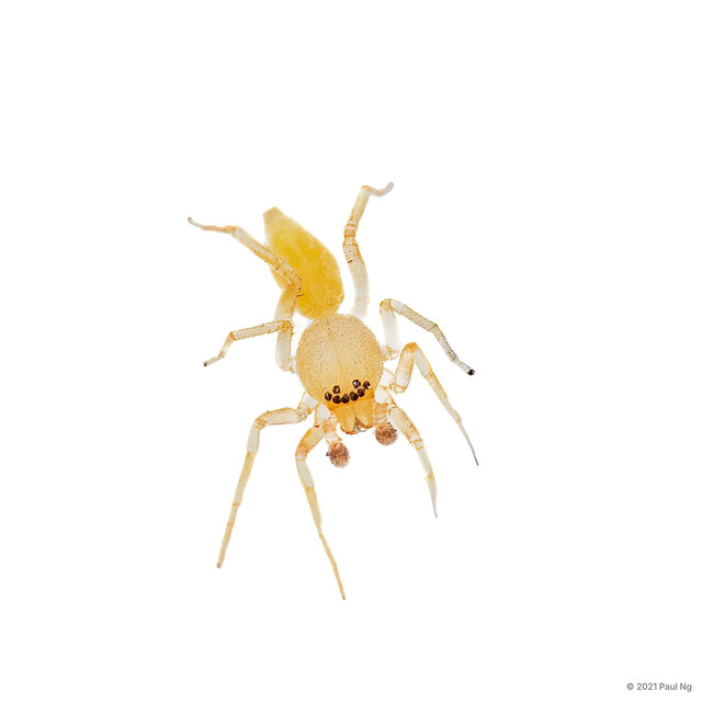 Clubiona sp. "Pygmy"•&copy; Paul Ng•All Rights Reserved♂, Adult, Habitus, Dorsal