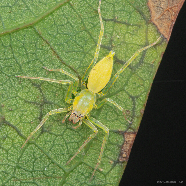Nusatidia camouflata•&copy; Joseph K H Koh•All Rights Reserved♀, Adult, Habitus, Dorsal