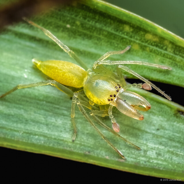 Pteroneta tertia•&copy; James Koh•All Rights Reserved♂, Adult, Habitus, Dorsal