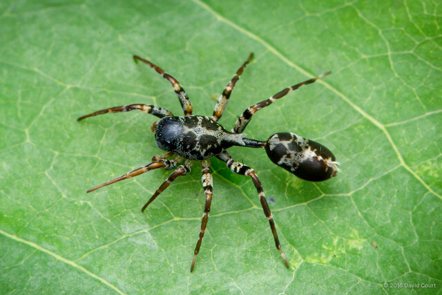 Aetius bicuspidatus•&copy; David Court•All Rights Reserved♂, Adult, Habitus, Dorsal