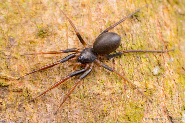 Medmassa sp. "Black-brown"•&copy; Nicky Bay•All Rights Reserved♀, Adult, Habitus, Dorsal