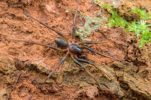 Medmassa insignis•&copy; Nicky Bay•All Rights Reserved♂, Adult, Habitus, Dorsal