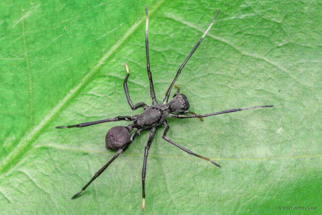Myrmecisca sp. "Box-headed Black"•&copy; Jeffrey Loek•All Rights Reserved♀, Adult, Habitus, Dorsal