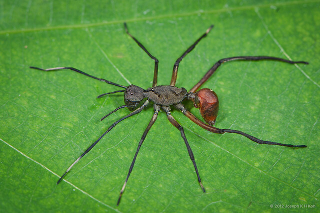 Myrmecisca borneensis•&copy; Joseph K H Koh•All Rights Reserved♀, Adult, Habitus, Dorsal