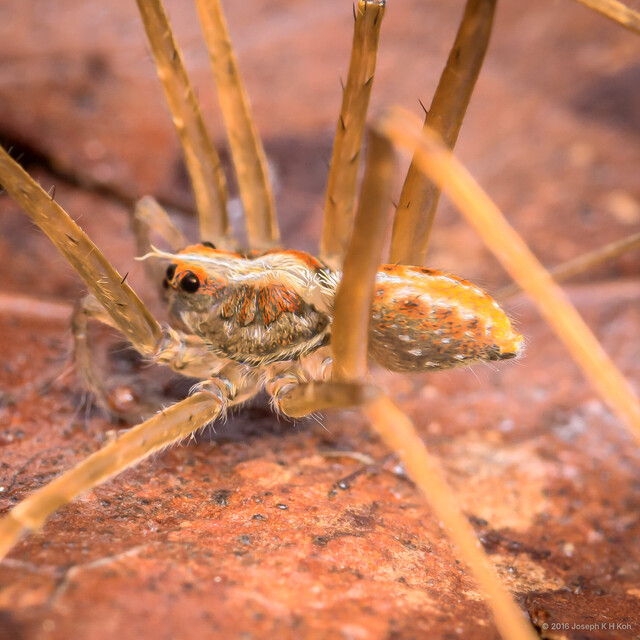 Acantheis sp. "Orange-spotted Long-legged"•&copy; Joseph K H Koh•All Rights Reserved♂, Adult, Habitus, Lateral