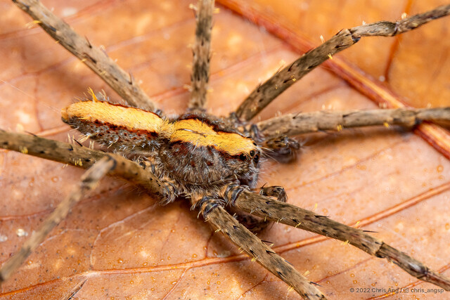"Acantheis" sp. "Yellow-lined Tufted"•&copy; Chris Ang•All Rights Reserved♂, Adult, Habitus, Dorsal