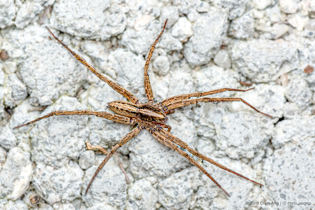 Anahita sp. "Grassland Banded"•&copy; Chris Ang•All Rights Reserved♂, Adult, Habitus, Dorsal