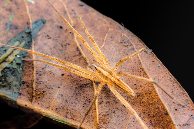 Anahita periculosa•&copy; KS Tan•All Rights Reserved♂, Adult, Habitus, Dorsal