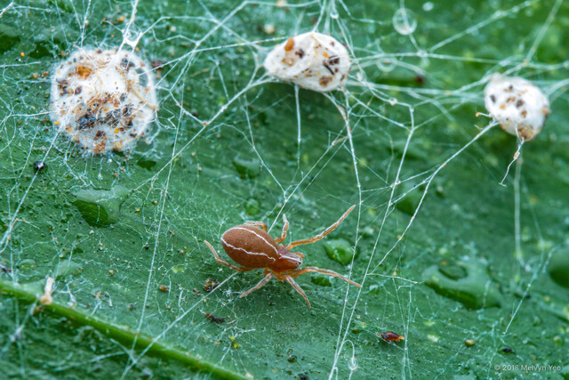 Sudesna sp. "White-lined"•&copy; Melvyn Yeo•All Rights Reserved♀, Adult, Habitus, Dorsal, Egg(s)/Egg Sac(s)