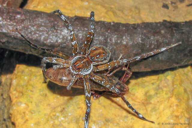 Dolomedes sp. "Common Singapore"•&copy; Leong Tzi Ming•All Rights Reserved♀, Adult, Habitus, Dorsal, Prosoma