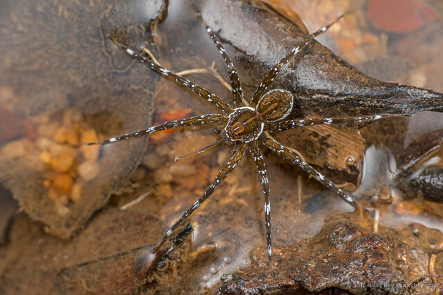Dolomedes sp. "Fishing"•&copy; Nicky Bay•All Rights Reserved♀, Adult, Habitus, Dorsal