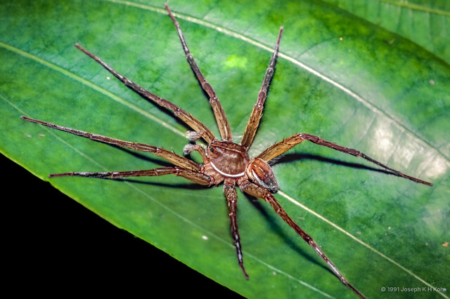 Dolomedes sp. "Larger Singapore"•&copy; Joseph K H Koh•All Rights Reserved♂, Adult, Habitus, Dorsal