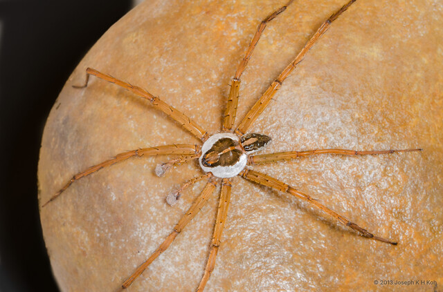 Dolomedes sp. "Wide-belted"•&copy; Joseph K H Koh•All Rights Reserved♂, Adult, Habitus, Dorsal