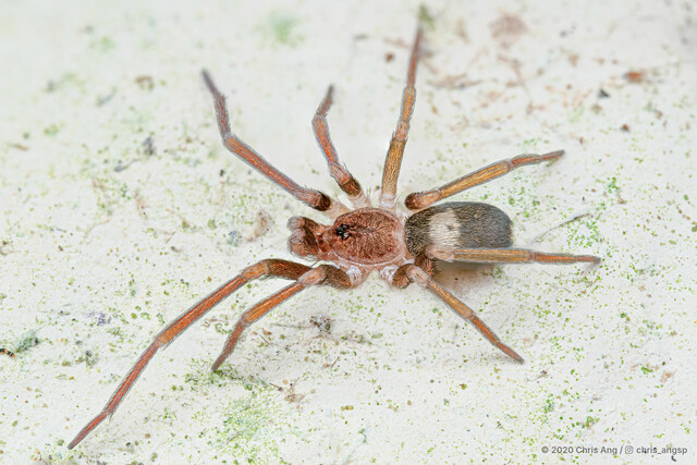 Labahitha garciai•&copy; Chris Ang•All Rights Reserved♂, Adult, Habitus, Dorsal