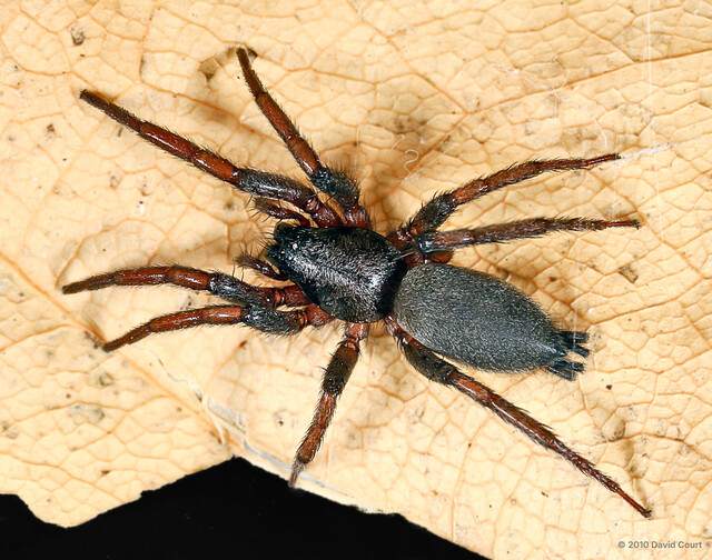 "Drassodes" sp. "Parkland Black"•&copy; David Court•All Rights Reserved♀, Adult, Habitus, Dorsal