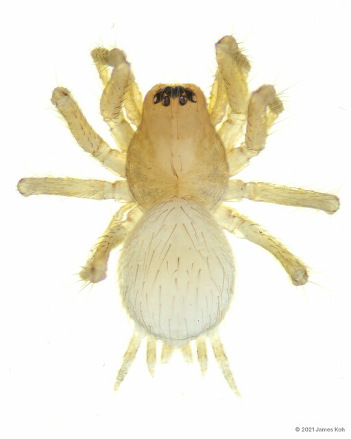 Alistra sp. "Pale"•&copy; James Koh•All Rights Reserved♀, Adult, Habitus, Dorsal