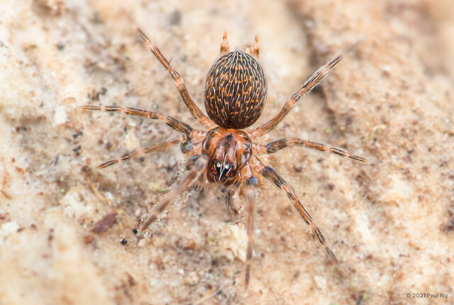 Alistra sp. "Spotted"•&copy; Paul Ng•All Rights Reserved♀, Adult, Habitus, Dorsal