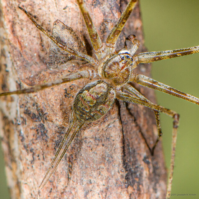 Hersilia deelemanae•&copy; Joseph K H Koh•All Rights Reserved♂, Adult, Habitus, Dorsal