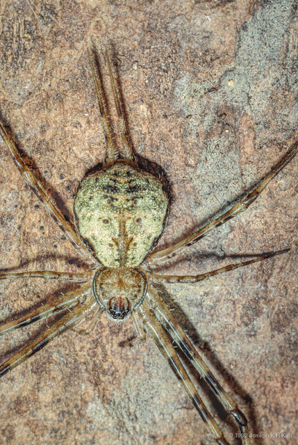 Hersilia nentwigi•&copy; Joseph K H Koh•All Rights Reserved♂, Adult, Habitus, Dorsal