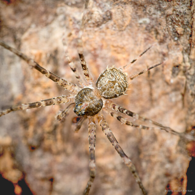 Hersilia sundaica•&copy; Joseph K H Koh•All Rights Reserved♂, Adult, Habitus, Dorsal