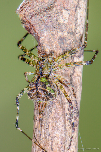 Murricia cornuta•&copy; Joseph K H Koh•All Rights Reserved♀, Adult, Habitus, Dorsal