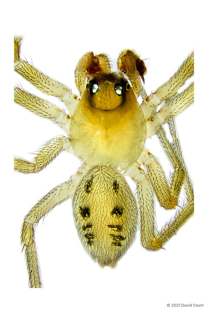 Atypena sp. "Bump-headed"•&copy; David Court•All Rights Reserved♂, Adult, Habitus, Dorsal