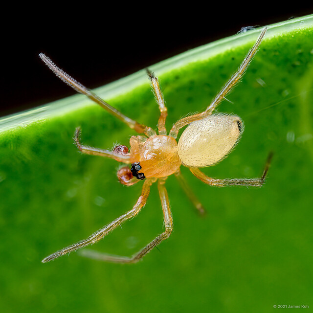Cirrosus sp. "Lemon"•&copy; James Koh•All Rights Reserved♂, Adult, Habitus, Dorsal