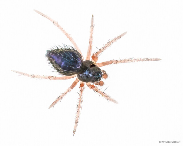 Knischatiria sp. "Spiny Hammock"•&copy; David Court•All Rights Reserved♂, Adult, Habitus, Dorsal