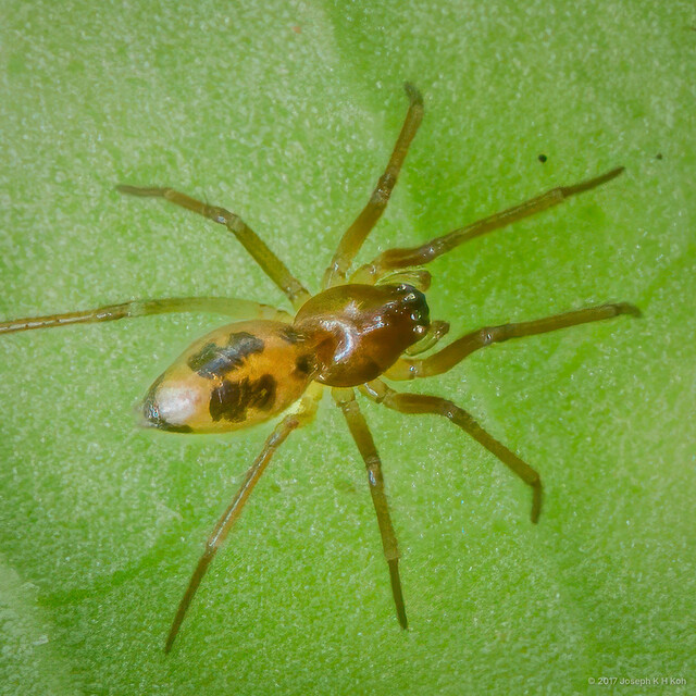 Nasoona crucifera•&copy; Joseph K H Koh•All Rights Reserved♀, Adult, Habitus, Dorsal