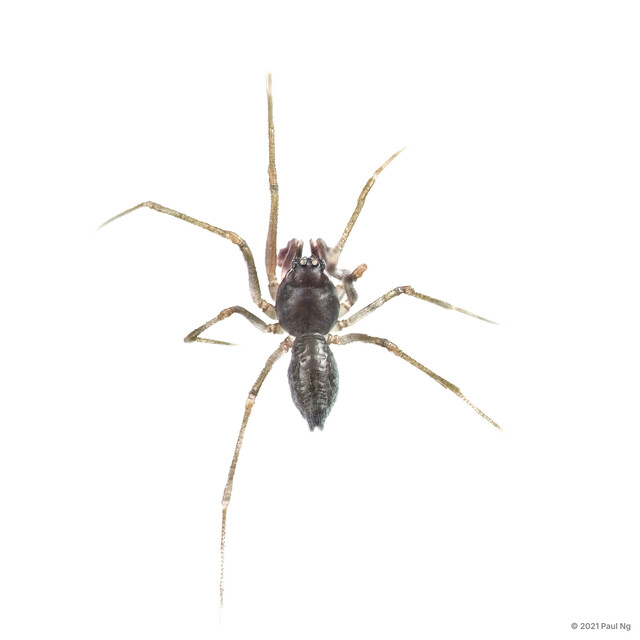 Neonesiotes sp. "Oven Mitten"•&copy; Paul Ng•All Rights Reserved♂, Adult, Habitus, Dorsal