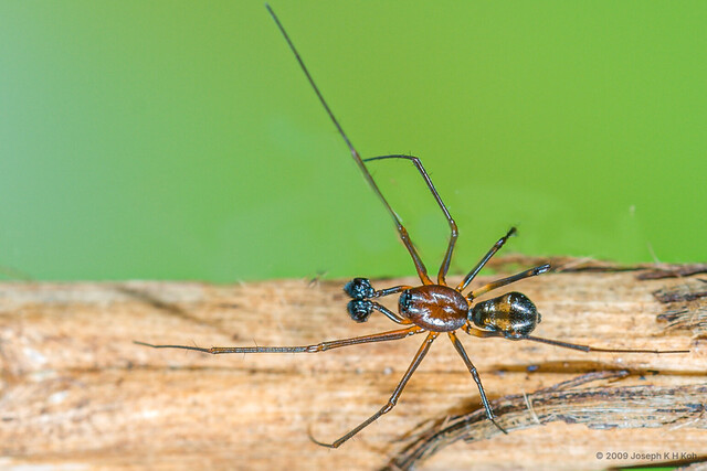 Neriene macella•&copy; Joseph K H Koh•All Rights Reserved♂, Adult, Habitus, Dorsal