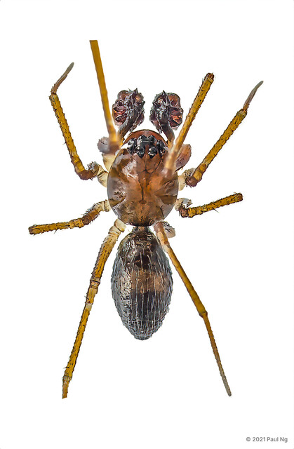 "Nesioneta" sp. "Durian-palped Sheet Web"•&copy; Paul Ng•All Rights Reserved♂, Adult, Habitus, Dorsal