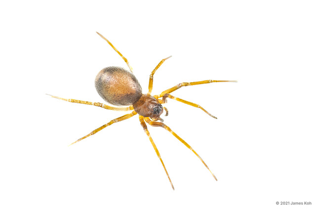Parameioneta sp. "Bicolored Sheet Web"•&copy; James Koh•All Rights Reserved♀, Adult, Habitus, Dorsal