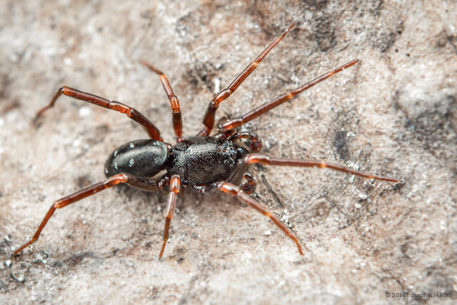 Oedignatha scrobiculata•&copy; Joseph K H Koh•All Rights Reserved♂, Adult, Habitus, Dorsal