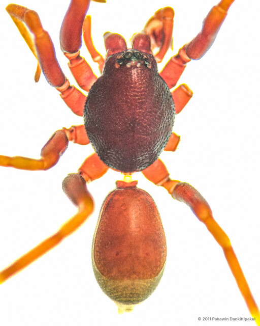 Sesieutes lucens•&copy; Pakawin Dankittipakul•All Rights Reserved♂, Adult, Habitus, Dorsal