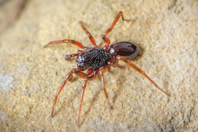 Sphingius punctatus•&copy; Joseph K H Koh•All Rights Reserved♂, Adult, Habitus, Dorsal