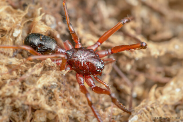 Teutamus leptothecus•&copy; Joseph K H Koh•All Rights Reserved♀, Adult, Habitus, Dorsal