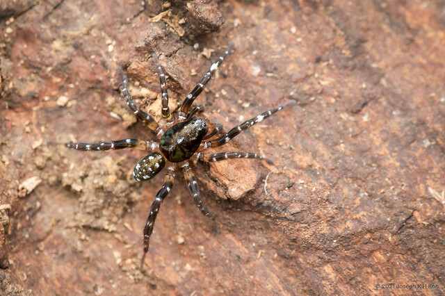 Arctosa tanakai•&copy; Joseph K H Koh•All Rights Reserved♂, Adult, Habitus, Dorsal