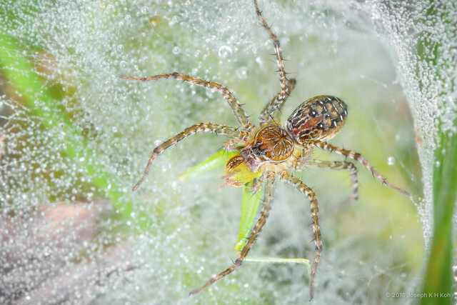 Hippasa holmerae•&copy; Joseph K H Koh•All Rights Reserved♀, Adult, Habitus, Dorsal, Web, Predation