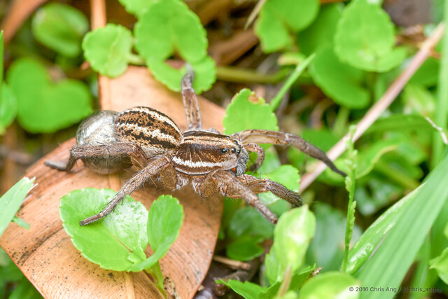 Lycosa vittata•&copy; Chris Ang•All Rights Reserved♀, Adult, Habitus, Lateral, Egg(s)/Egg Sac(s)