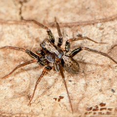 Ovia sp. "Common Borneo Garden"
