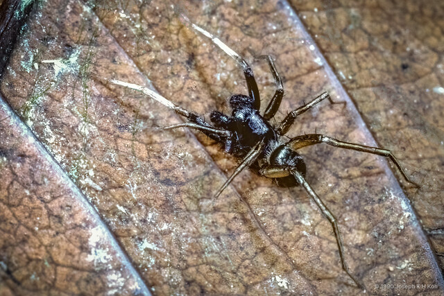 Ovia macritchie•&copy; Joseph K H Koh•All Rights Reserved♂, Adult, Habitus, Dorsal