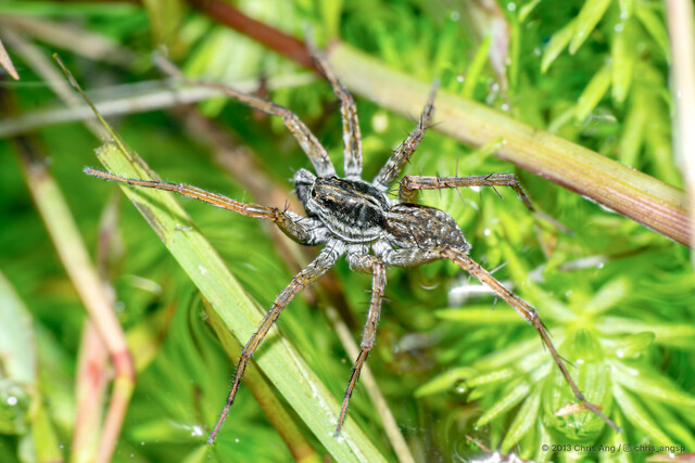 "Pardosa" pseudoannulata•&copy; Chris Ang•All Rights Reserved♂, Adult, Habitus, Dorsal