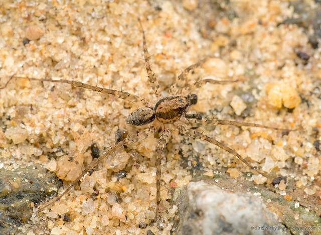 Pardosa pusiola•&copy; Nicky Bay•All Rights Reserved♂, Adult, Habitus, Dorsal