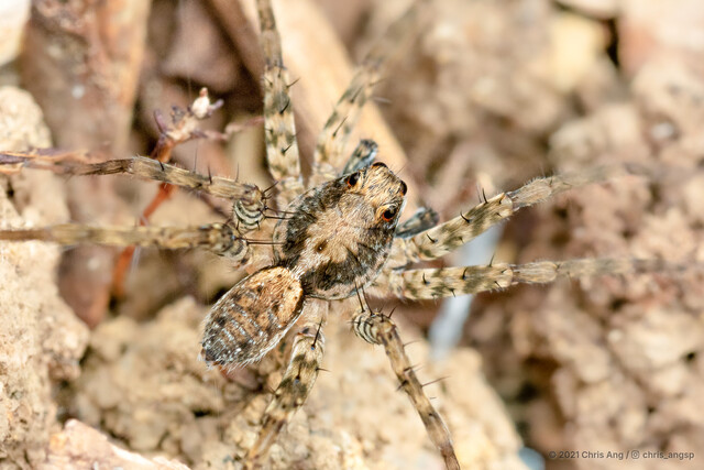 Pardosa sumatrana•&copy; Chris Ang•All Rights Reserved♂, Adult, Habitus, Dorsal