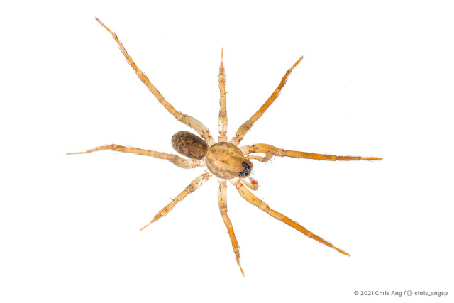 "Pirata" sp. "Singapore Mangrove"•&copy; Chris Ang•All Rights Reserved♂, Adult, Habitus, Dorsal