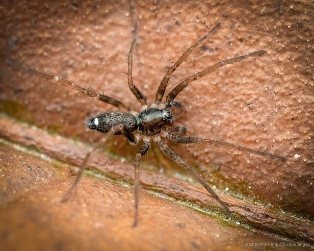 Venonia coruscans•&copy; Chris Ang•All Rights Reserved♂, Adult, Habitus, Dorsal