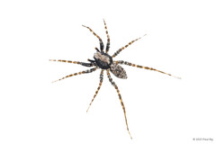 Wadicosa fidelis (O. Pickard-Cambridge, 1872)