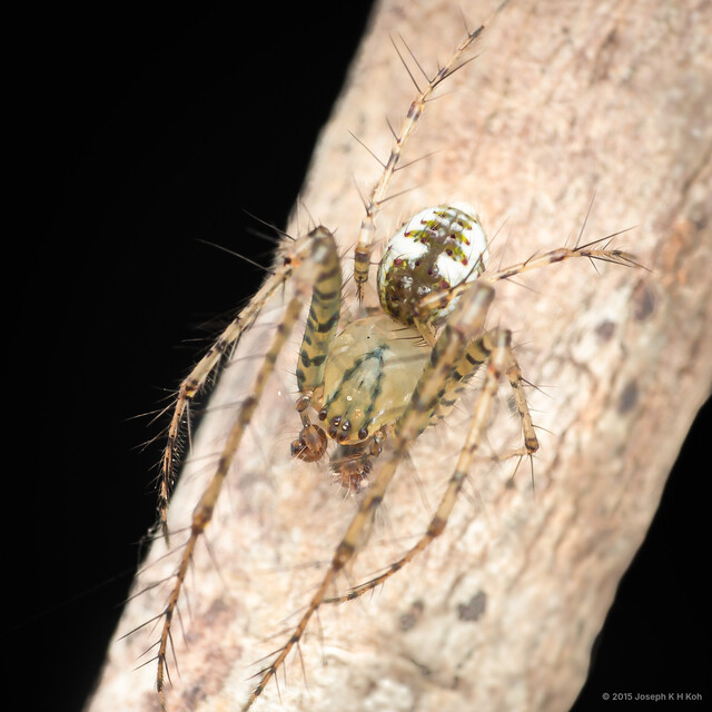 Mimetus sp. "Blue-and-white"•&copy; Joseph K H Koh•All Rights Reserved♂, Adult, Habitus, Dorsal
