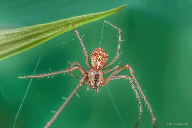 Mimetus sp. "White-lined"•&copy; David Court•All Rights Reserved♀, Adult, Habitus, Dorsal